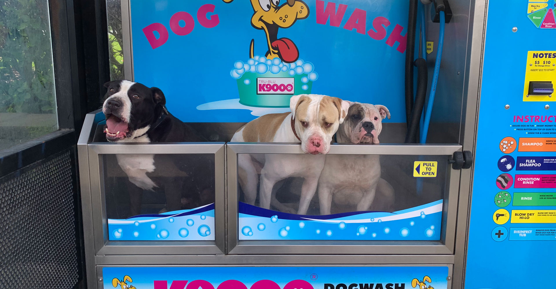 Dog Wash